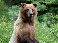 grizzly bear 85x11 5313  Grizzly Bear, Yukon